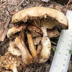 Neolentinus lepideus