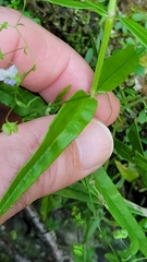 Veronica scutellata
