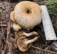 Neolentinus lepideus