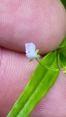 Veronica scutellata