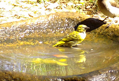 Ploceus cucullatus spilonotus