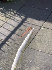 Sympetrum striolatum