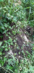 Ipomoea lacunosa