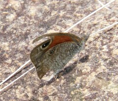 Stygionympha wichgrafi