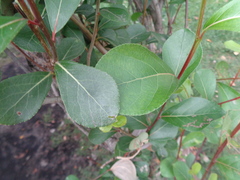 Populus simonii