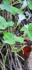 Ipomoea lacunosa