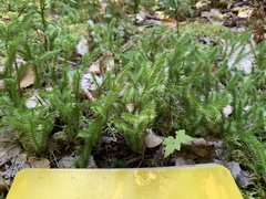 Lycopodium clavatum