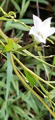 Ipomoea lacunosa