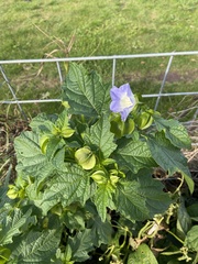 Nicandra physalodes