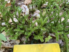 Lycopodium clavatum