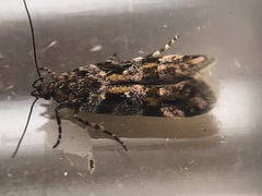 Aristotelia amelanchierella