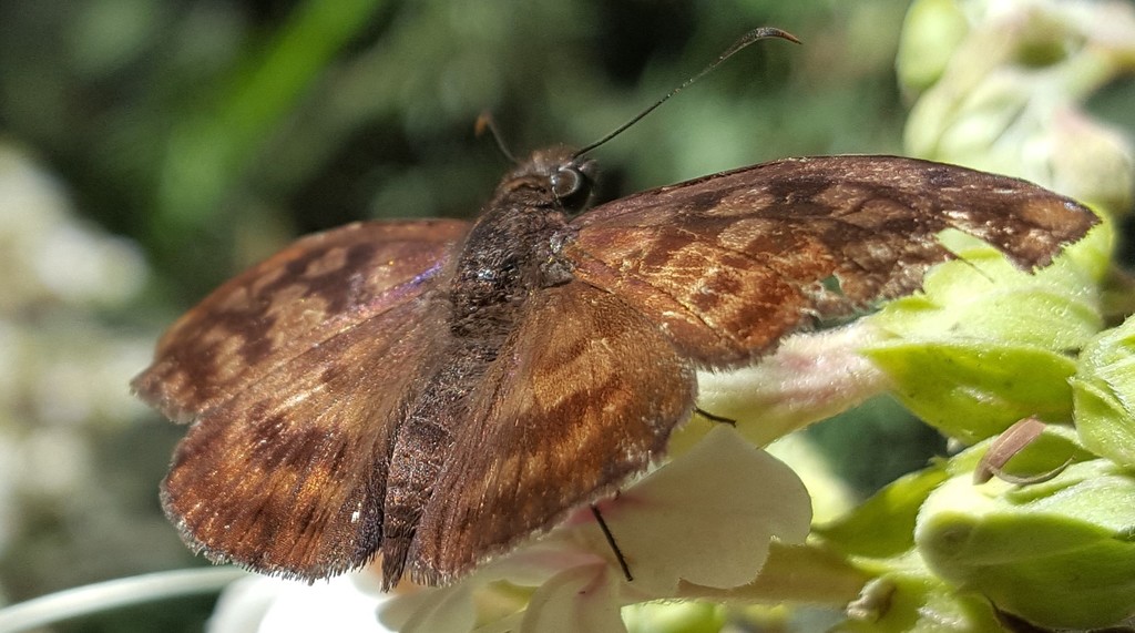 Anastrus sempiternus