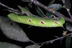 Callambulyx tatarinovii