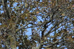 Poecile sclateri