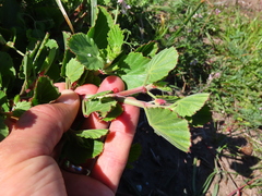 Pelargonium betulinum