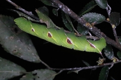 Callambulyx tatarinovii