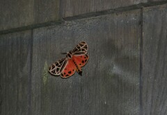 Apantesis parthenice