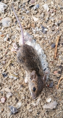 Apodemus flavicollis