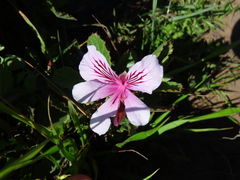 Pelargonium betulinum