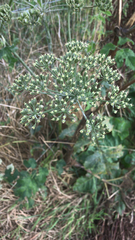 Heracleum sphondylium