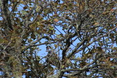 Poecile sclateri