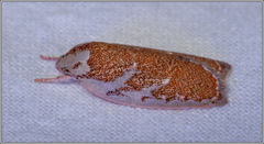 Euchaetis rhizobola