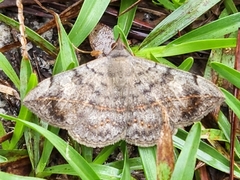 Anticarsia gemmatalis