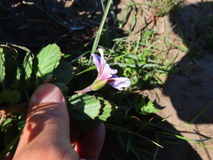 Pelargonium betulinum