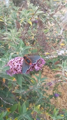 Metardaris cosinga