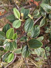 Angiospermae