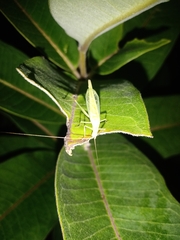Oecanthus exclamationis