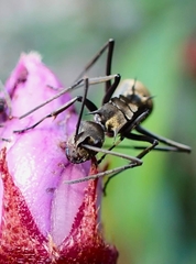 Polyrhachis