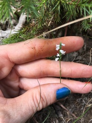 Spiranthes tuberosa