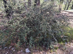 Angiospermae