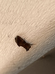 Argyrogramma verruca