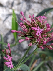 Angiospermae