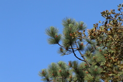 Pinus