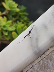 Gasteruption jaculator