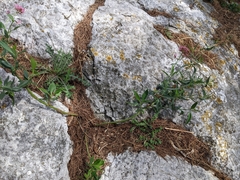 Angiospermae