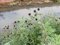 Desmanthus illinoensis