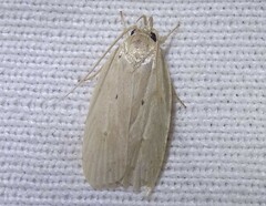 Durrantia piperatella