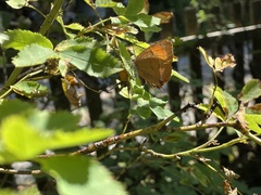 Thecla betulae