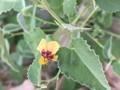 Abutilon incanum