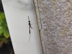 Gasteruption jaculator