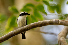 Ficedula westermanni