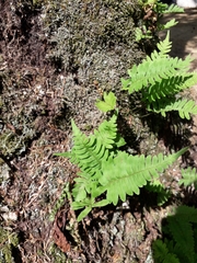 Polypodium virginianum