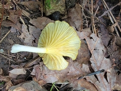 Gerronema strombodes