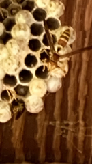 Polistes exclamans