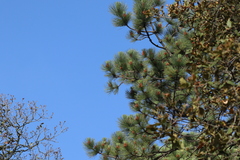 Pinus