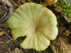 Gerronema strombodes